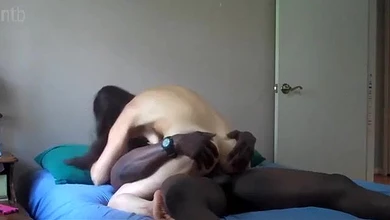 Муж наяривает стручок, пока мощный негр тыкает хером его шлюховатую жёнушку